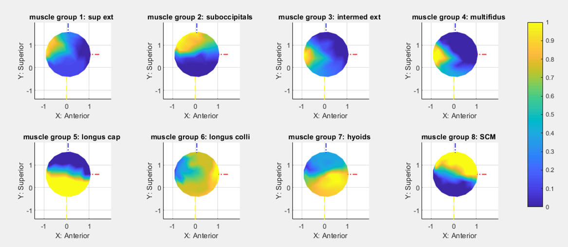 Muscle Activation